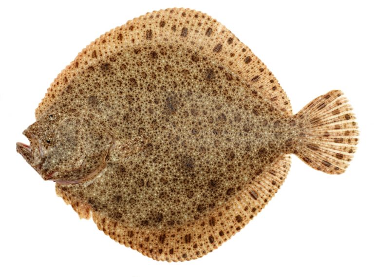 Freshly Caught Turbot (Psetta maxima) Isolated on White Background