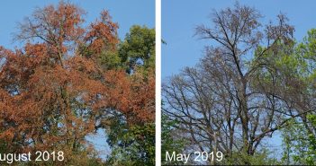 Klimaextreme werden Wälder verändern