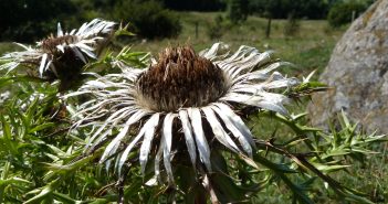 Auf der Suche nach Silber- und Golddistel: Bürgerinnen und Bürger sind gefragt