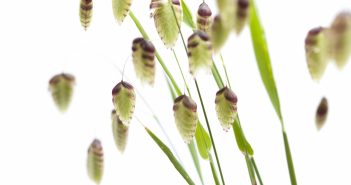 Pollen fliegen ganzjährig