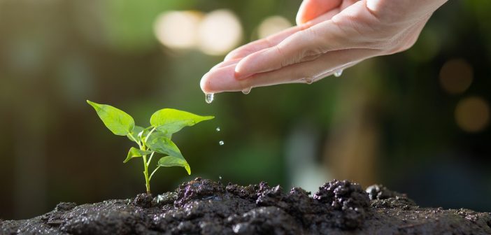 Würzburger Zukunftswald: 1.200 Bäume für 1.200 Neugeborene